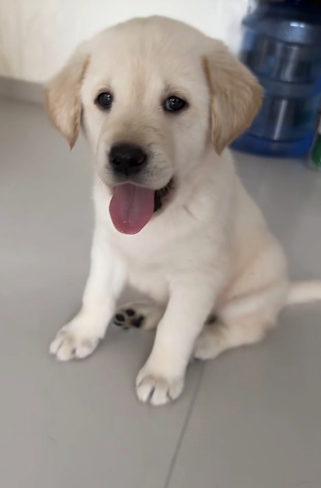 拉布拉多幼犬，性格温顺可爱，聪明伶俐，绝佳宠物伴侣